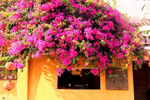 Tourists begin to return to Hoi An ancient town after the order of social isolation