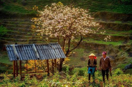 Lai Chau Travel Guide
