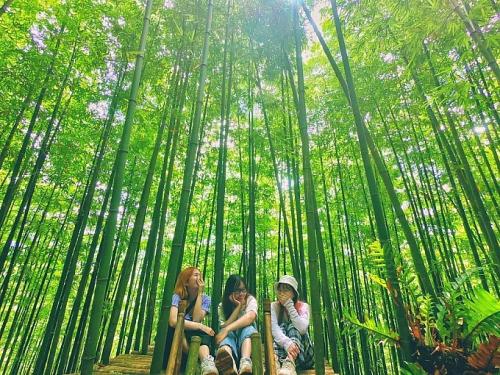 Mu Cang Chai bamboo forest – an interesting new check-in point