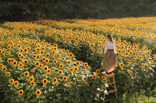 Da Lat in the top of the most beautiful flower viewing spots