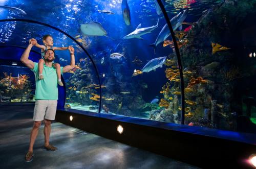 Top largest aquariums in the world - The ideal destination for ocean lovers
