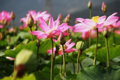 Ecstatic with the field of pink lotus near Hoi An Ancient Town