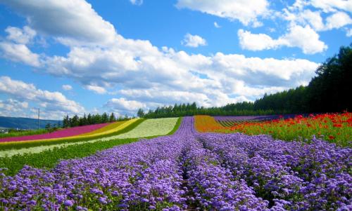Da Lat- a flowerful town of romance